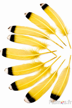 Oie pointe noire-dorée - 15-21 cm - jaune topaze